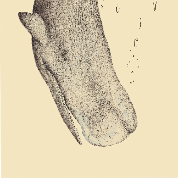 印物所〈Whale 鯨魚──Sperm whale 抹香鯨〉限量版畫