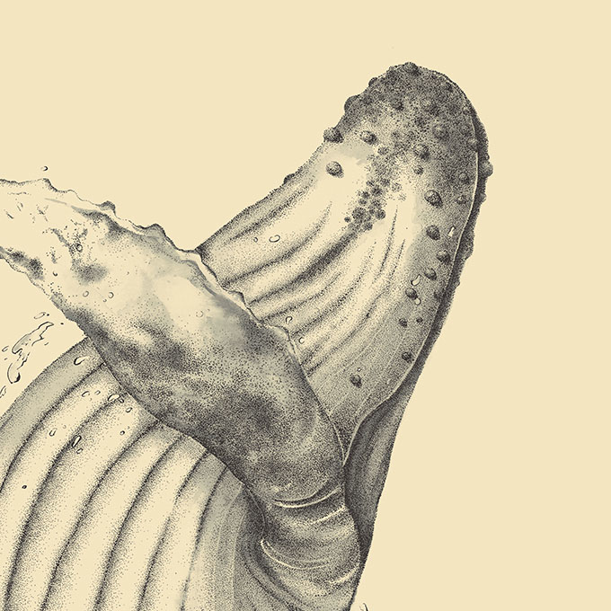 印物所〈Whale 鯨魚──Humpback whale 座頭鯨〉限量版畫