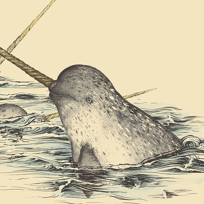 印物所〈Whale 鯨魚──Narwhal 獨角鯨〉限量版畫