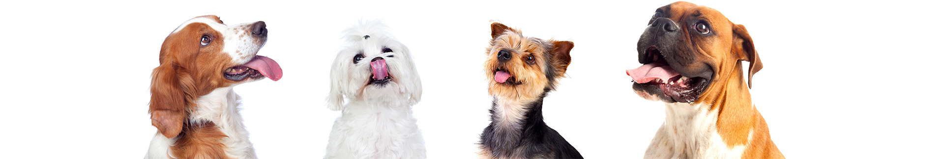 Pet Pet Premier, Health Prime, Joint Prime, 狗狗神仙粉, 營養神仙粉, 關節神仙粉