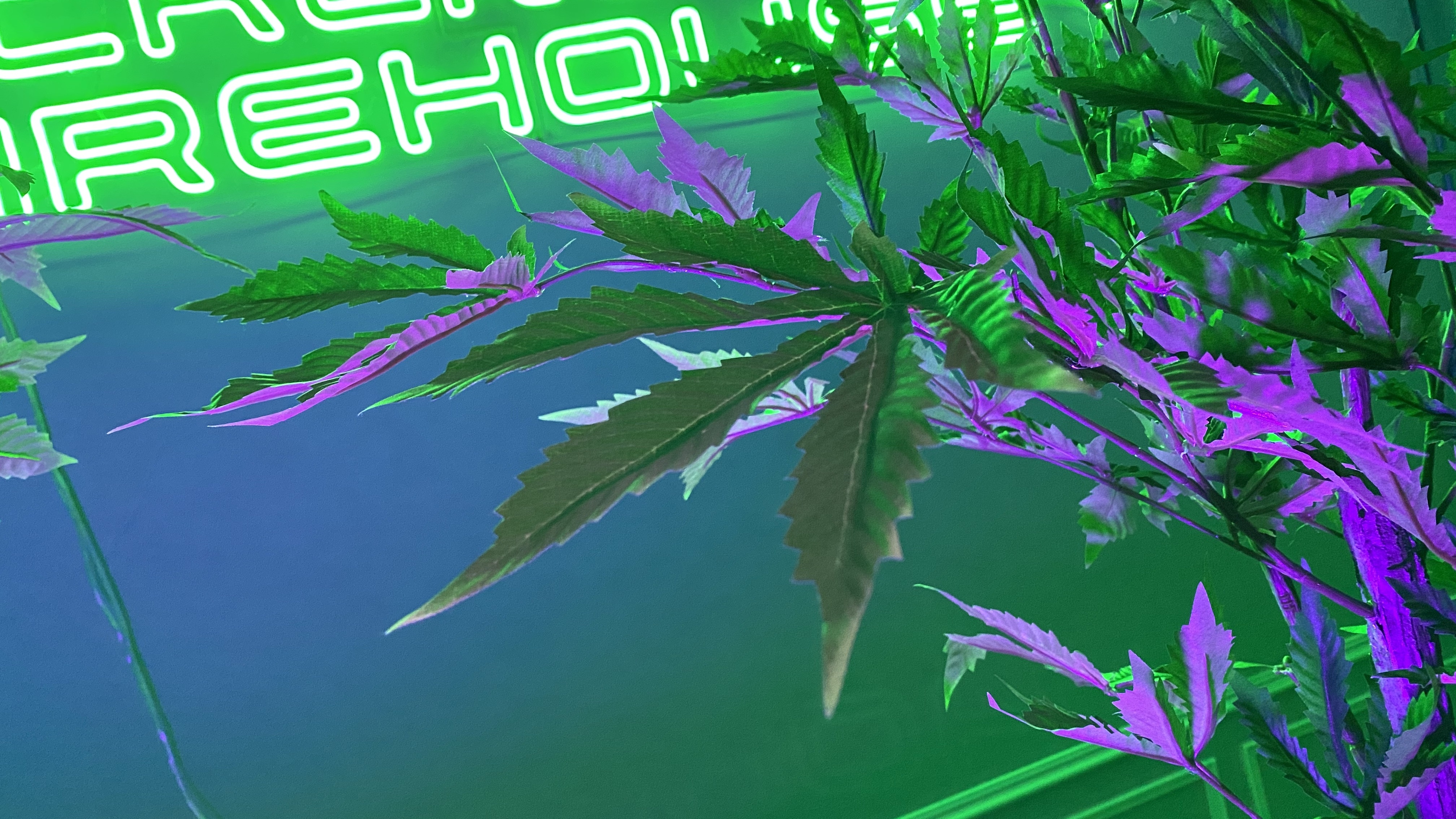 HK07 仿真塑膠大麻盆栽擺飾 80cm