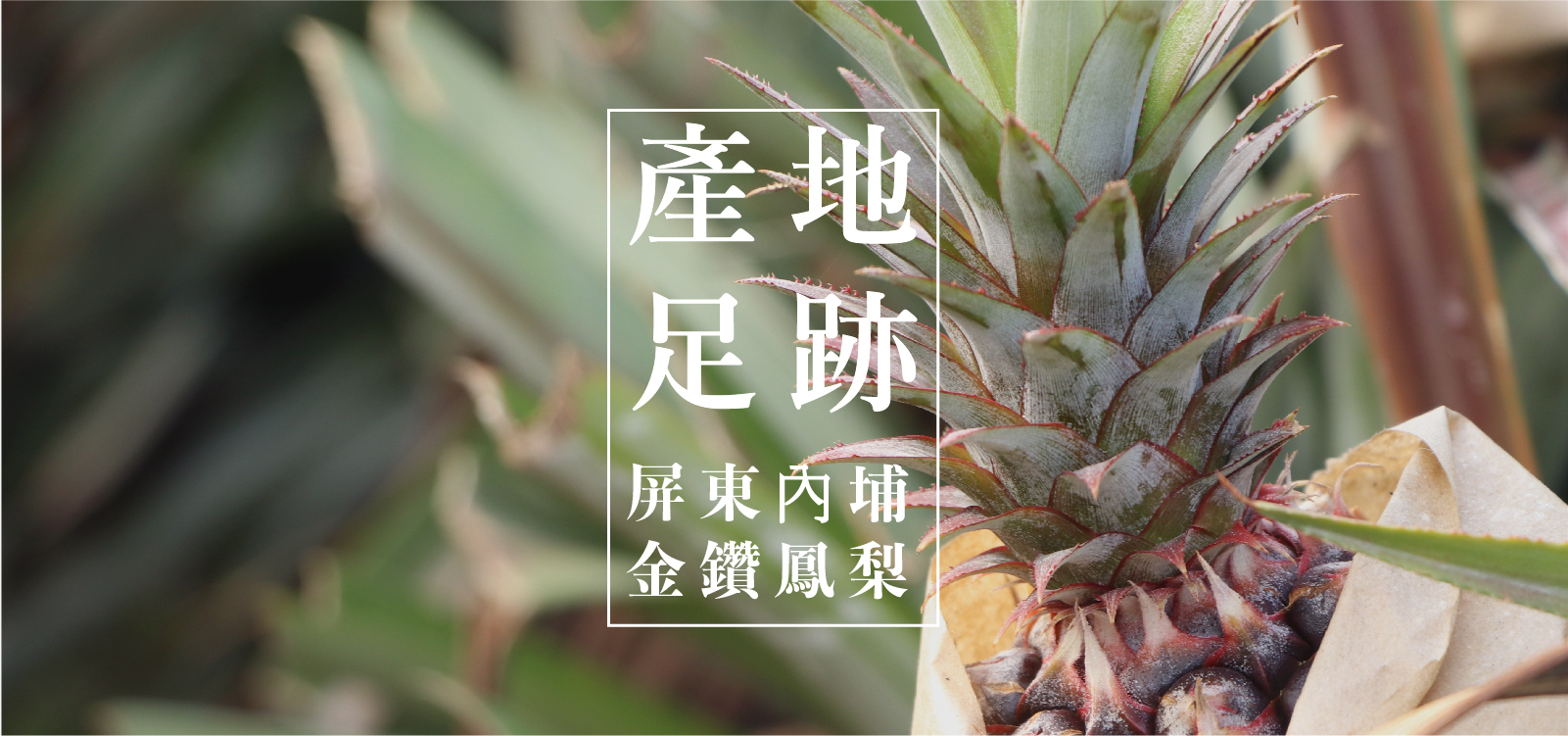 走過了一甲子的金鑽鳳梨 產地足跡｜每一顆鳳梨都是上天賜予的珍果