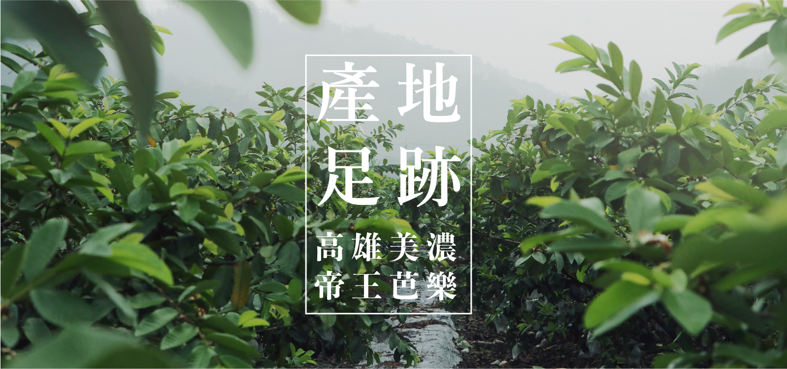 帝王芭樂，是田園裡碩大的美麗存在 產地足跡｜一輩子只要做好一件事就好