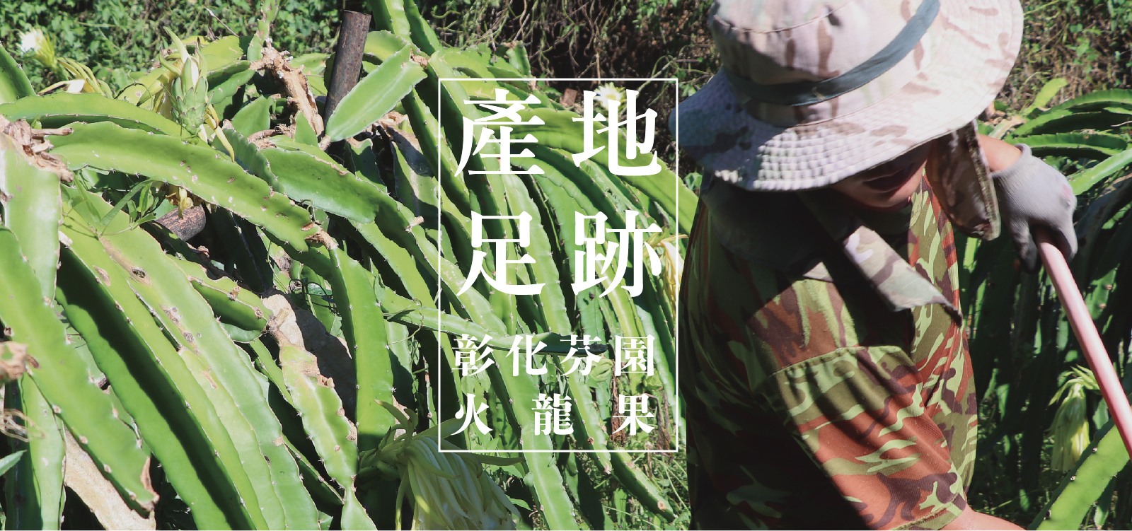 不過度除草的農園，是以自然農法栽植火龍果的堅持 產地足跡｜我的任務就是將天然的水果交付給客人