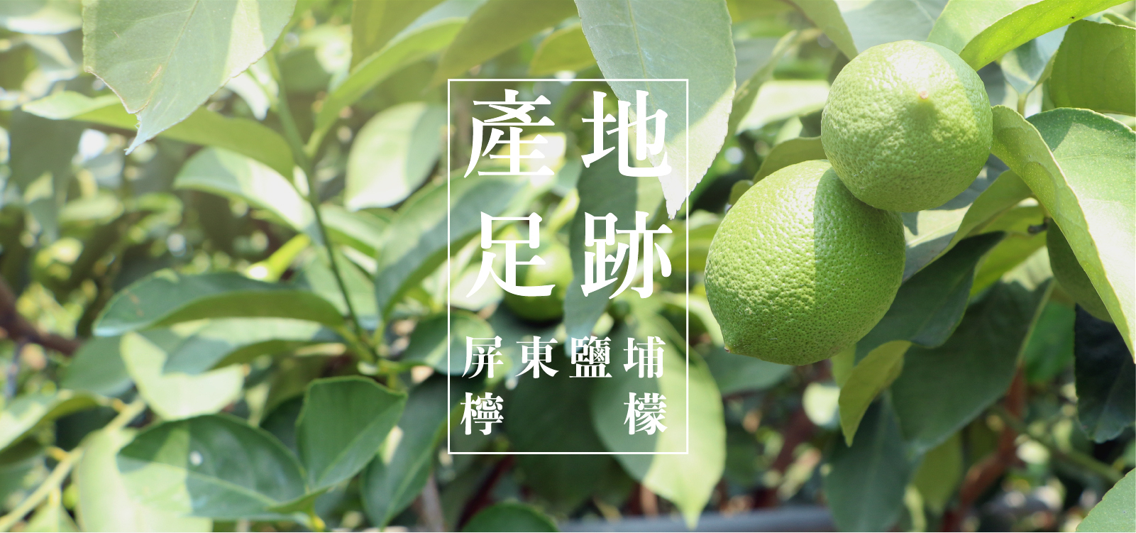 每一顆檸檬，都有它應當到達的地方 產地足跡｜田園的傳承，是一代接一代，然後下一代