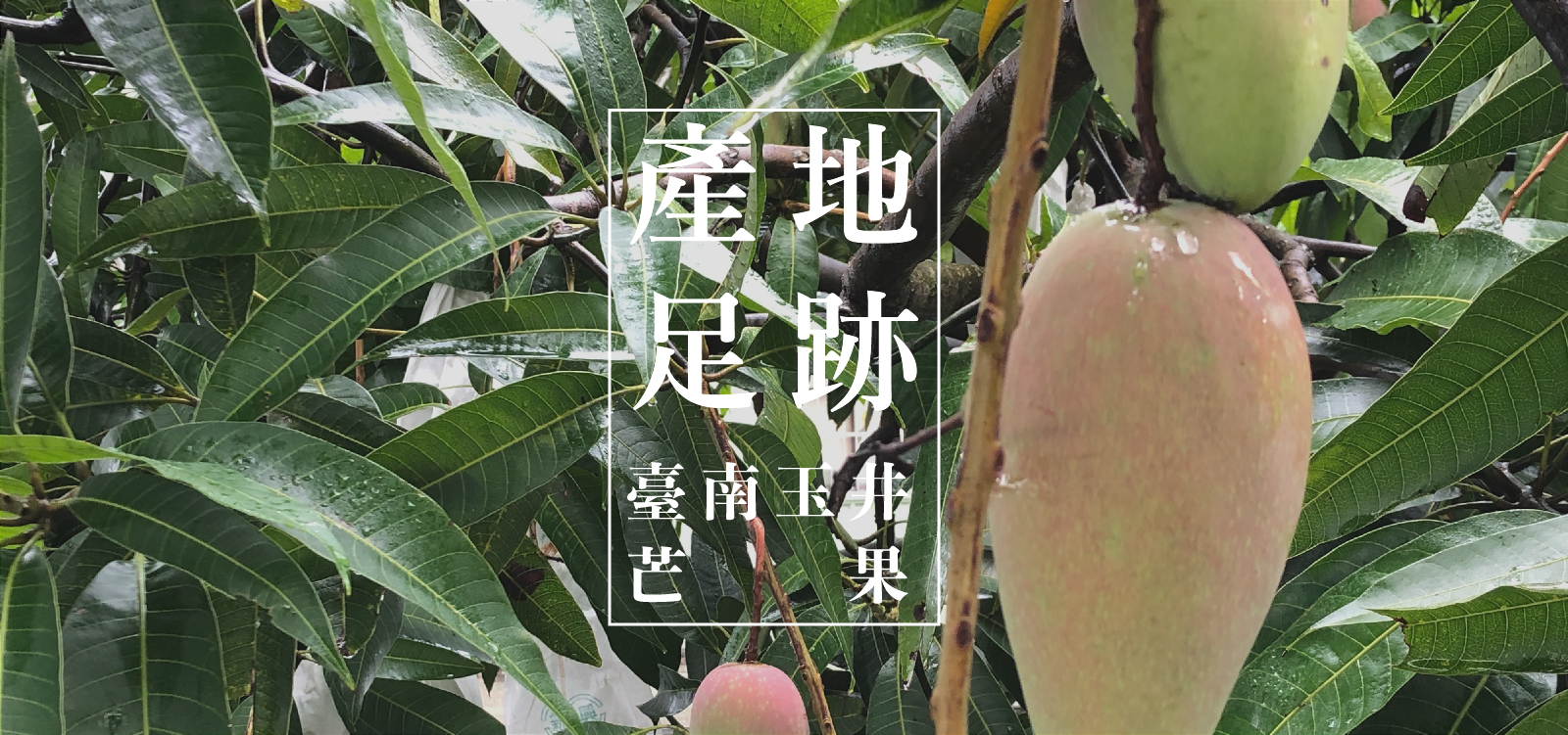 濃郁的芒果香甜氣味在田園裡撲鼻而來 產地足跡｜跟著時節栽植，才能算是大自然的產物