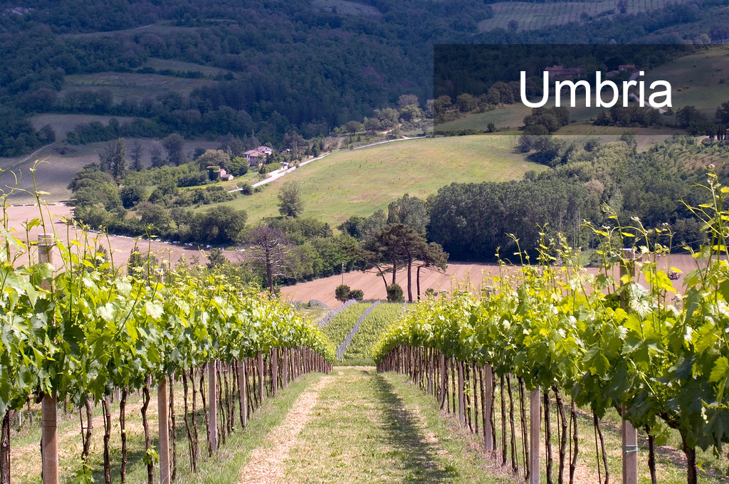 Umbria, 翁布裏亞, Montefalco Sagrantino DOCG, Torgiano Rosso Riserva DOCG, Orvieto DOC, Umbria白葡萄酒