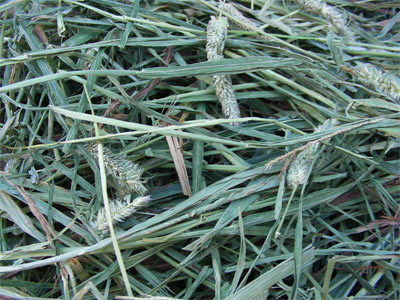 提摩西草,timothyhay