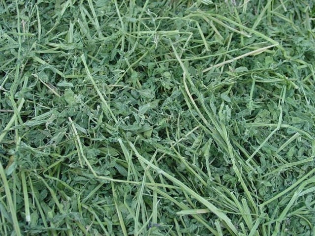 AlfalfaHay