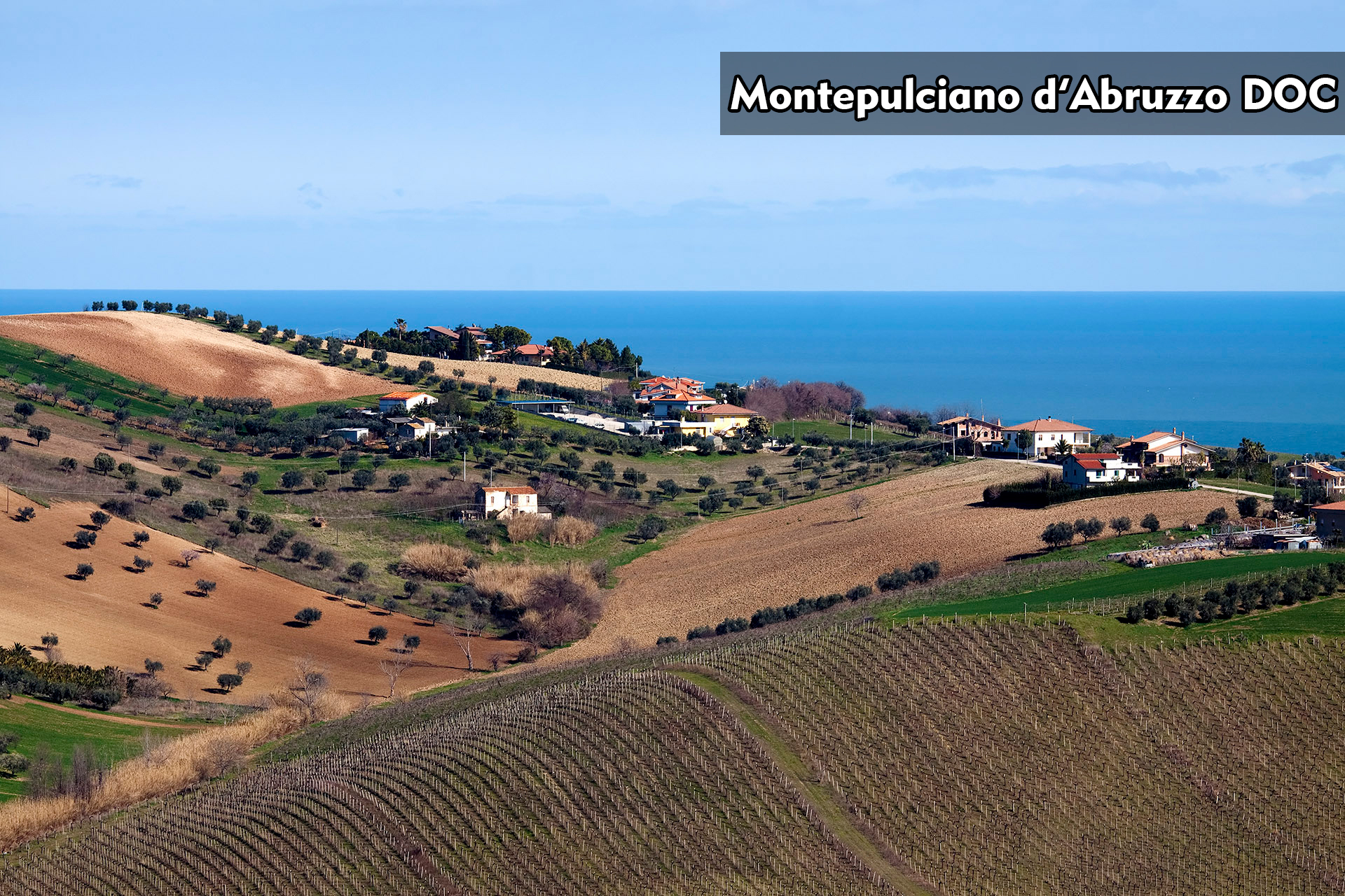 Montepulciano d’Abruzzo DOC|阿布魯佐蒙特普奇亞諾法定產區|阿布魯佐|Abruzzo|Wine Couple 醇酒伴侶