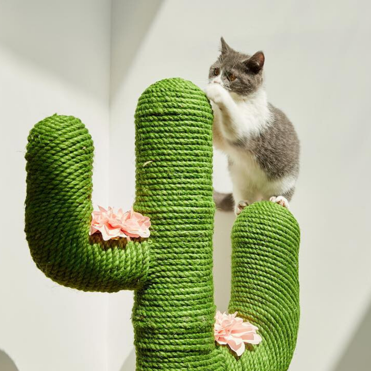 【限定7折】Vetreska 仙人掌貓爬架