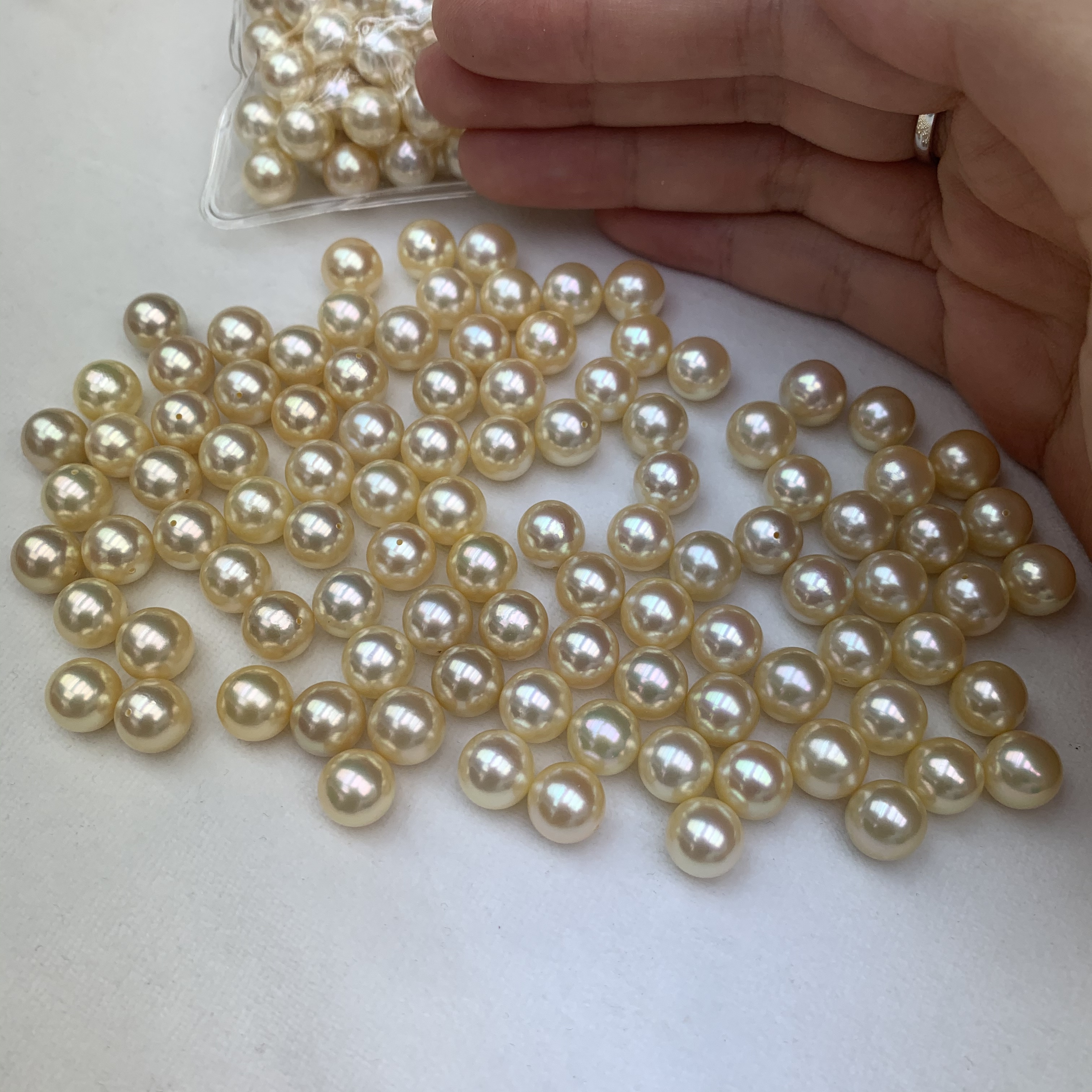 18K金日本天然香檳金色Akoya珍珠耳釘