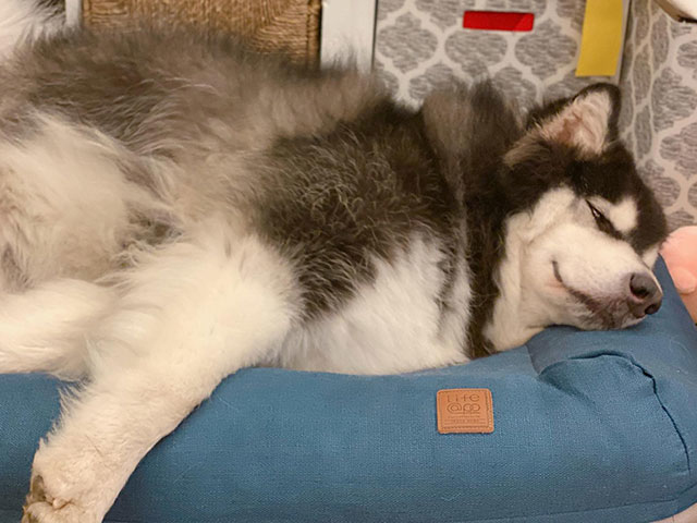 沒有門＆鐵支的成長日記.Our Malamute and boy.