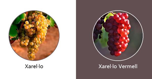 Xarel lo, Xarel lo Vermell