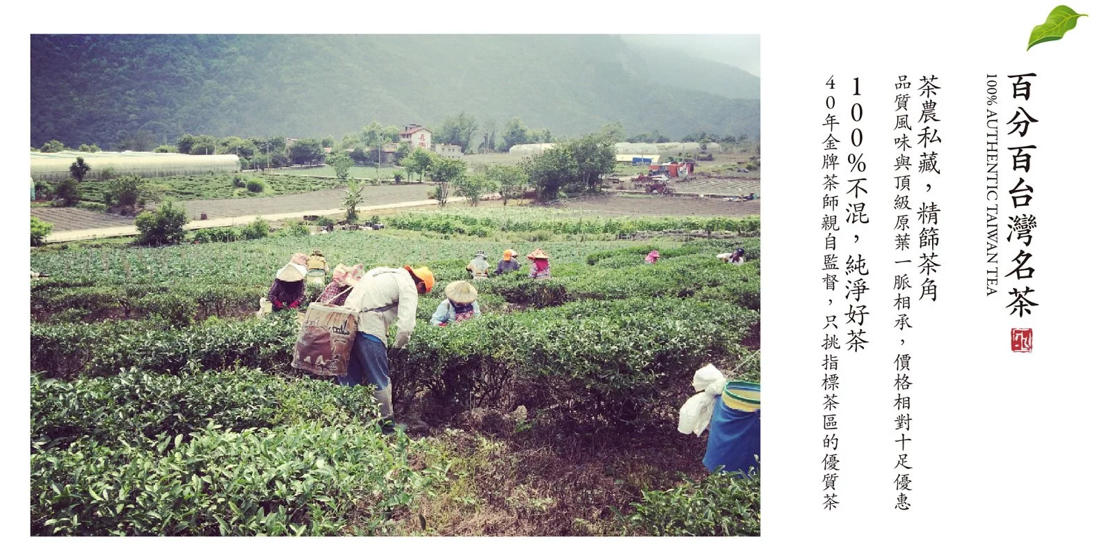 青霞大禹嶺頂級台灣綠茶，優質台灣高山茶包，私藏綠茶種類中最頂級的茶葉為高山茶之王。