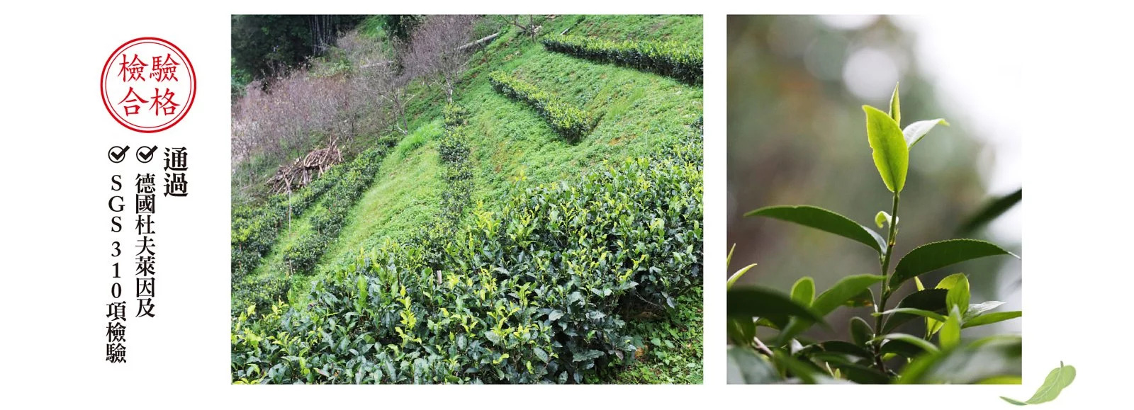 青霞大禹嶺頂級台灣綠茶，優質台灣高山茶包，私藏綠茶種類中最頂級的茶葉為高山茶之王。