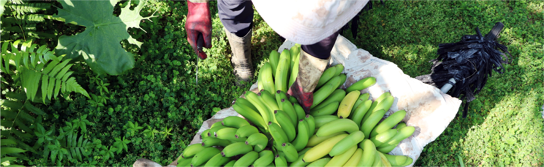 鄉根報02　屏東鹽埔│金有銘有機農場