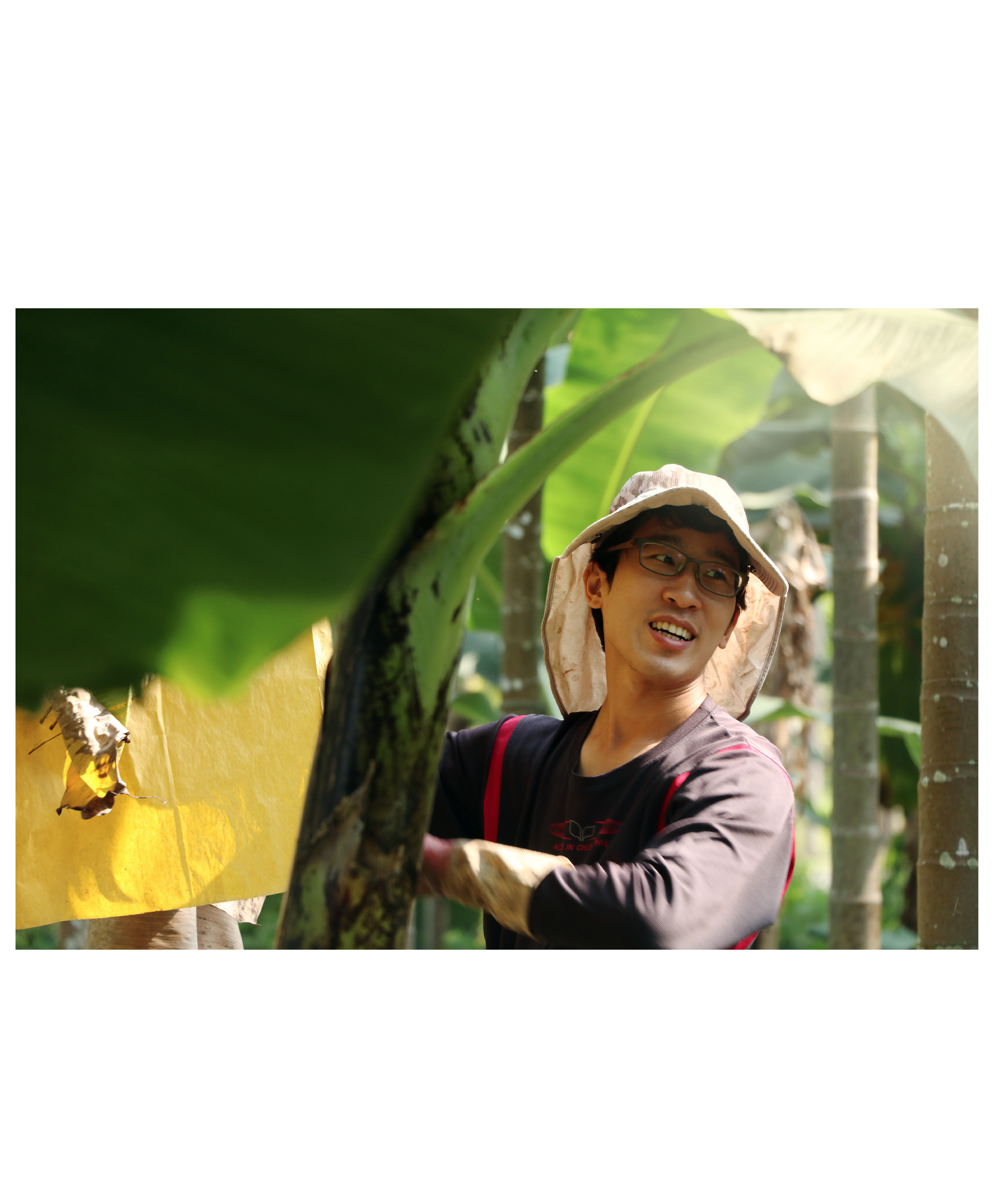 「香蕉就像黃金一樣，營養價值很高」，除了是運動員補充體力的來源之外，一般人工作壓力之餘也常會挑選香蕉作為一天中攝取的水果。「香蕉是讓人快樂的水果」。