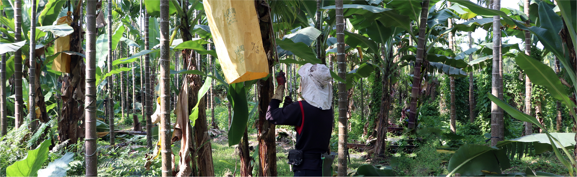張大哥夫婦細心栽培出的香蕉，即使有歪果也不會再被浪費，而成為您手中一片片香甜營養、純天然的香蕉果乾。