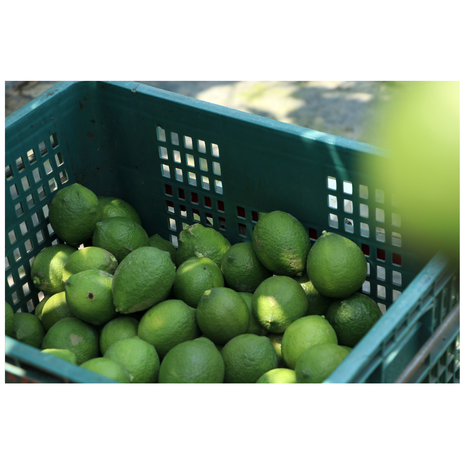 進入果園後看到一顆顆綠得發亮的果實藏於綠葉之中，「採檸檬的時間大部分會選在白天，光線充足的時候會比較好。」