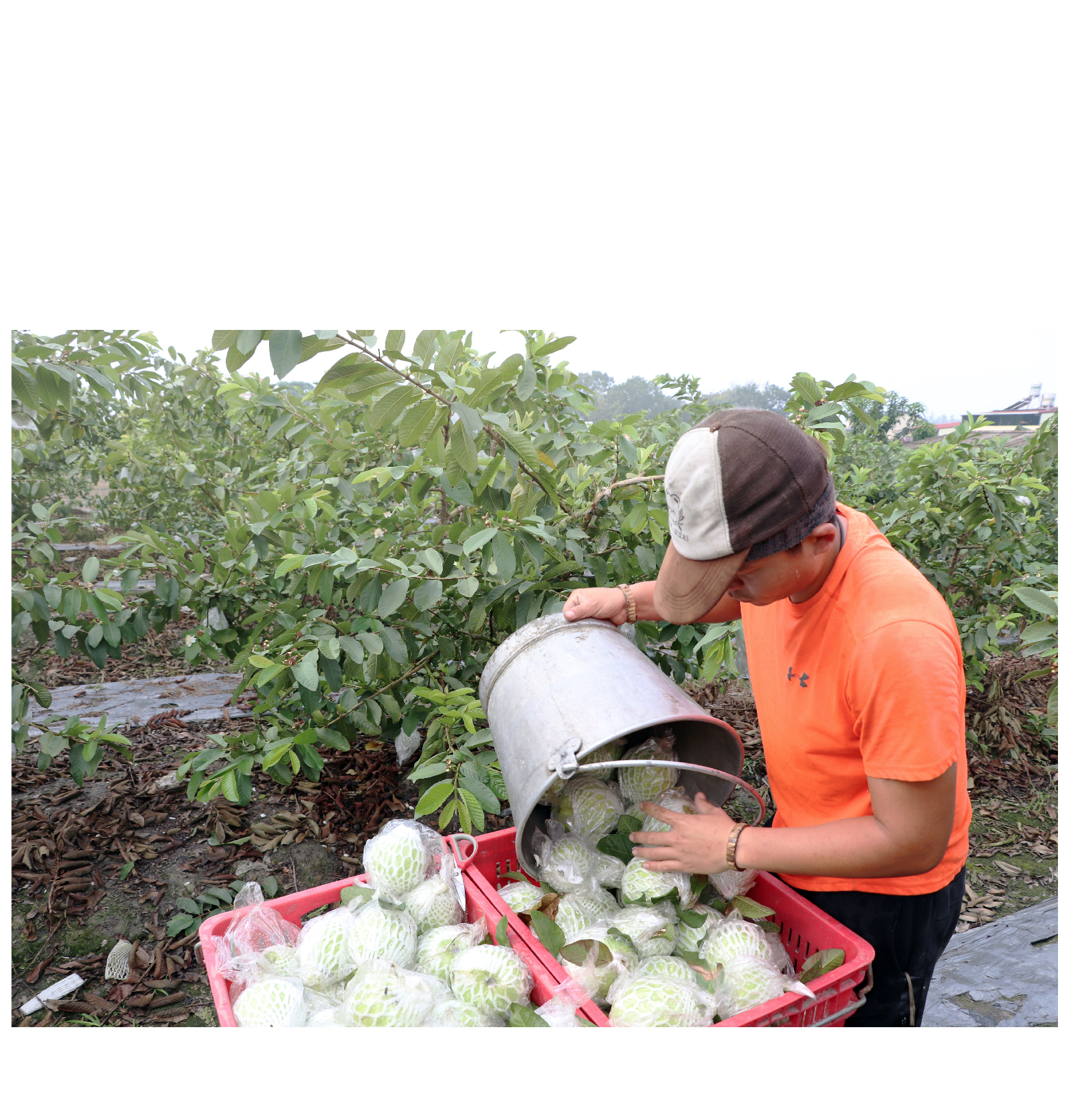 芭樂的結果期長，產量高，土壤的養分流失迅速，於是施肥就是一門功夫。開花期、幼果期、採收期所需要施的肥都有所不同，這都是需要農民經驗累積的。
