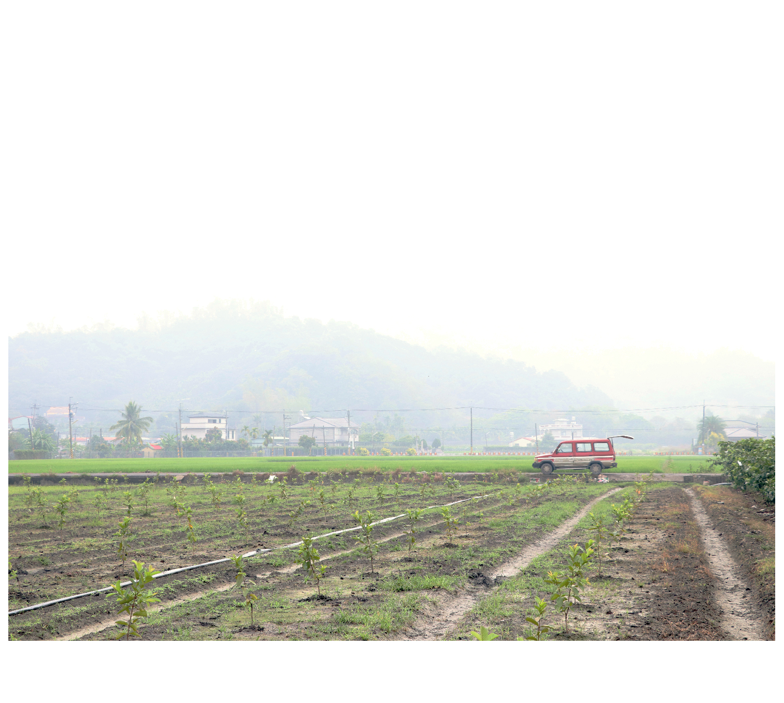 九月開始就是農忙時，一直到大概五月。因為夏天太熱的話東西很難種。」這讓大哥回想起2018年的夏天，當時芭樂價格面臨大崩盤，盤商收的價錢一公斤只有五塊，至於格外品，盤商直接說不收。