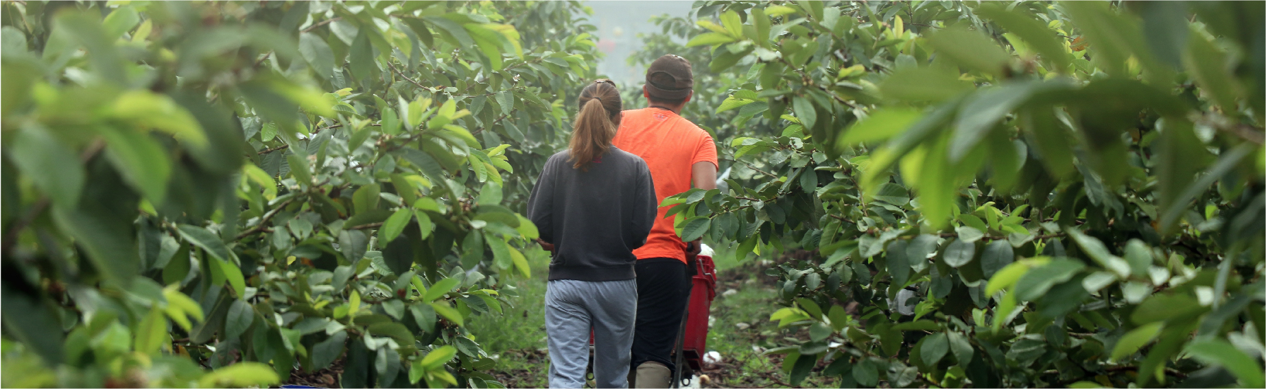 贈送我們芭樂後，結束了我們訪問的一天。鍾大哥騎著機車載著太太，雖是平凡的一幕，但對我們來說卻愜意浪漫。
