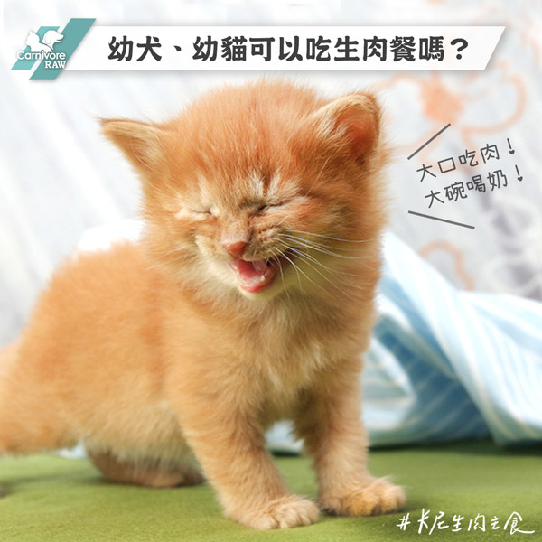幼貓吃生肉,幼犬吃生肉