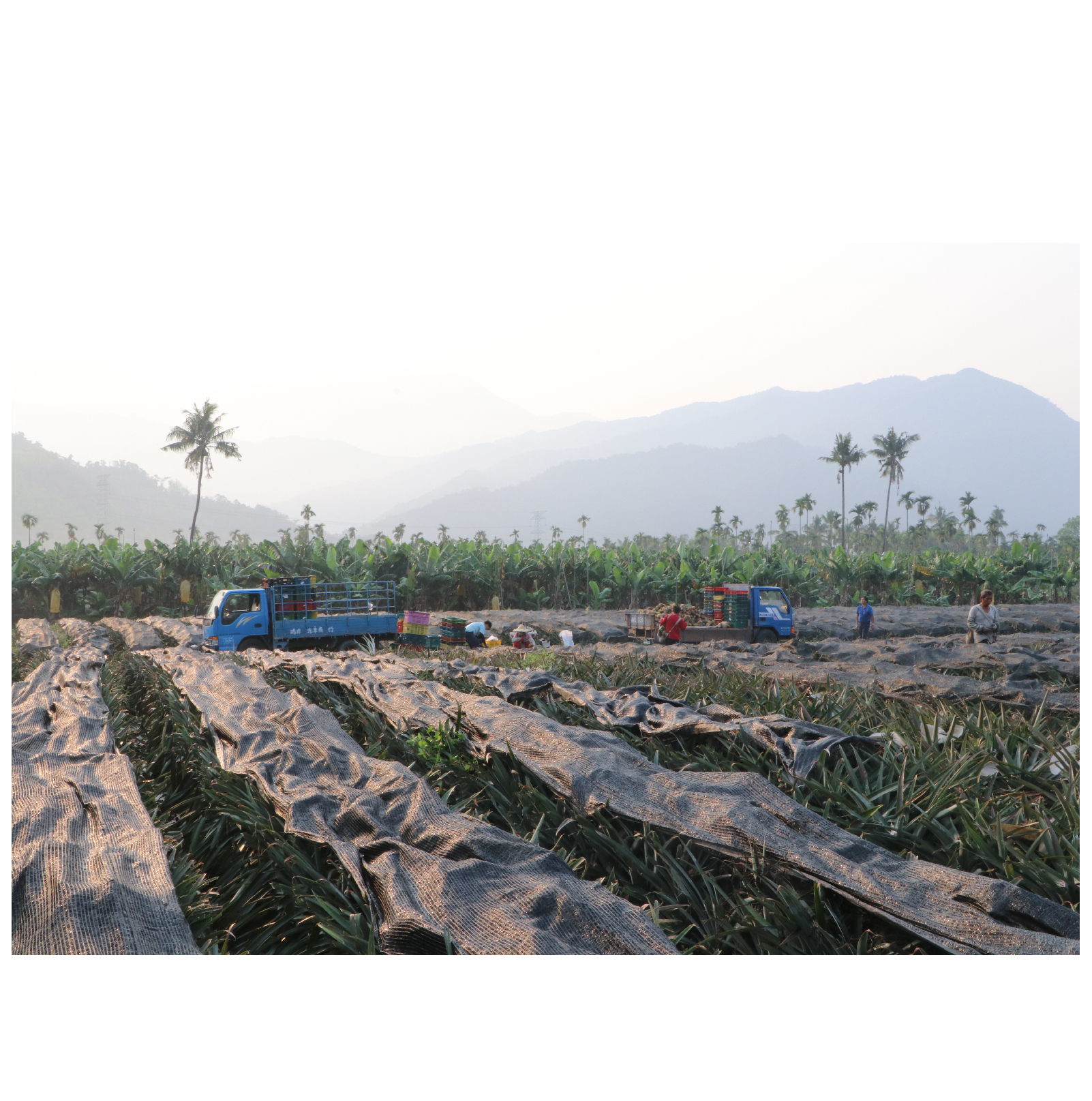 於鳳梨在台灣多是拜拜時的水果之一，民眾總要求又大又好看的。於是，同樣香甜多汁但不受市場青睞的小顆鳳梨，以往幾乎都只能做水果切盤、送親朋好友吃