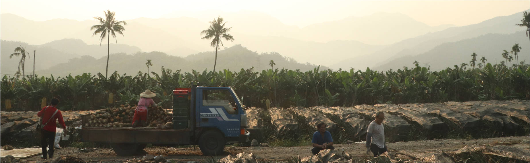 「來吃鳳梨啦！」吳媽媽在農田邊吆喝著，大方地現切了鳳梨，讓我們人人都有一顆，說是做田人的鳳梨吃法。雖然只短短相處幾個小時，但我們卻真真切切地感受到他們的熱情、笑容、汗水、艱辛。