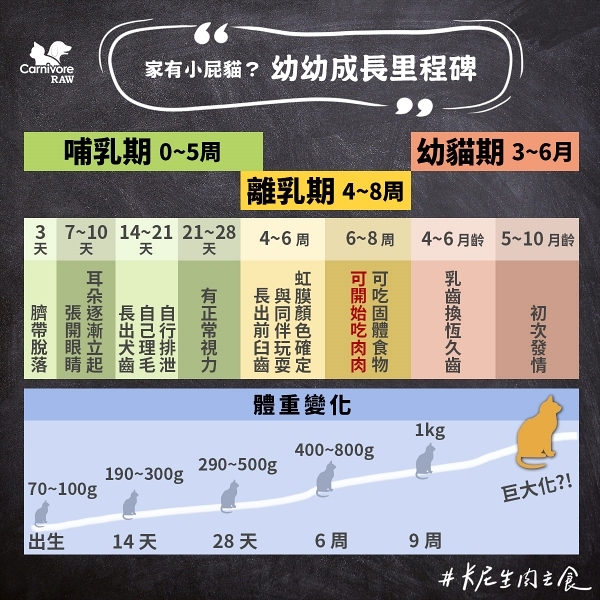 幼貓成長,幼貓長牙,貓斷奶,貓眼睛顏色