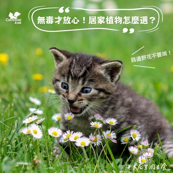 寵物無毒植物,貓咪有毒植物