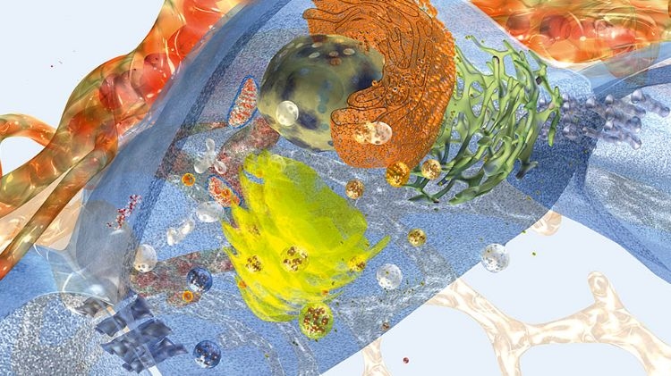 藥物與母乳餵養