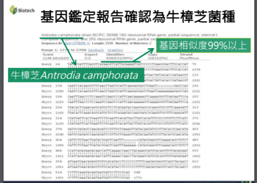 天然牛樟芝菌種:來自阿里山最天然的牛樟芝菌種,基因鑑定相似度99%以上.