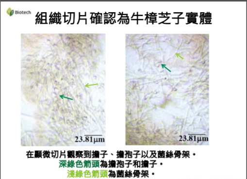 真的牛樟芝!黃金牛樟芝組織切片鑑定.