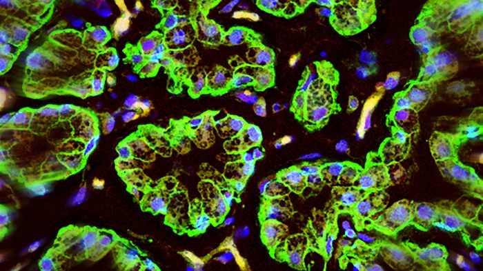 母乳中的幹細胞