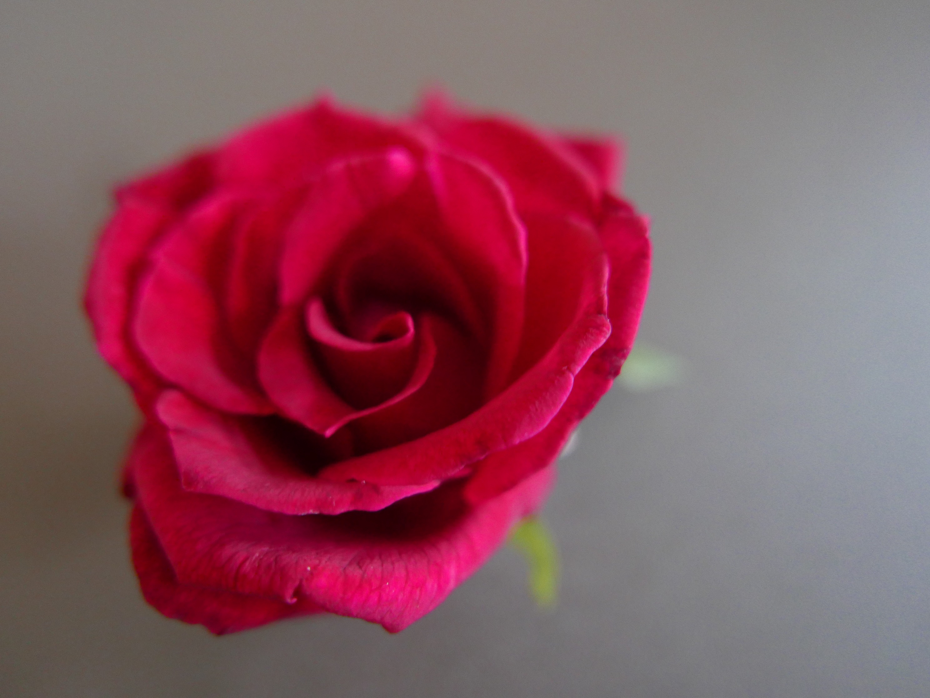 新鮮紅玫瑰花(有機)