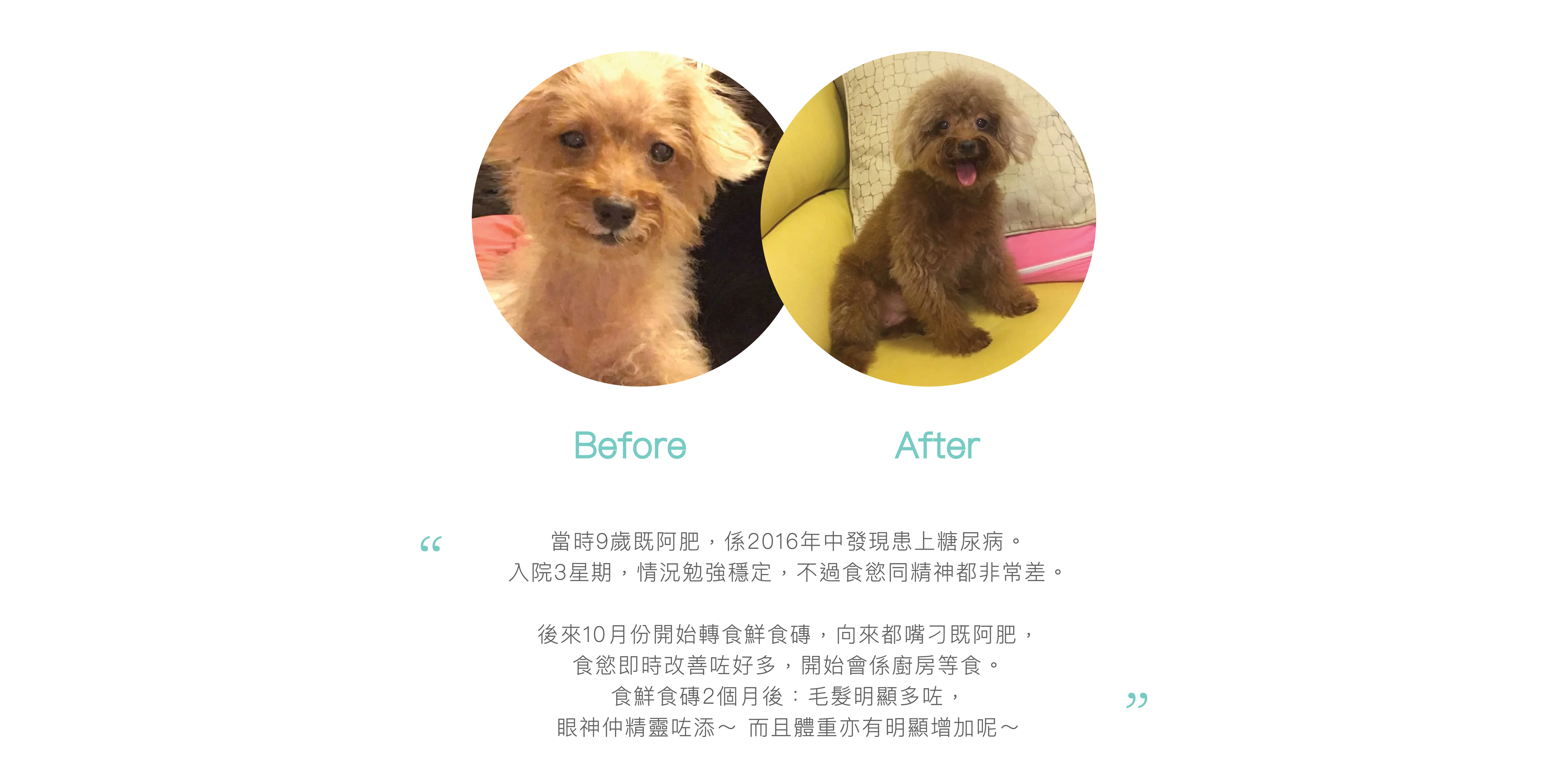 Customer Testimonials,香港寵物鮮食,寵物鮮食,寵物鮮食訂購,Fresh pet food,hong kong fresh pet food,寵物鮮食評價,寵物鮮食好評