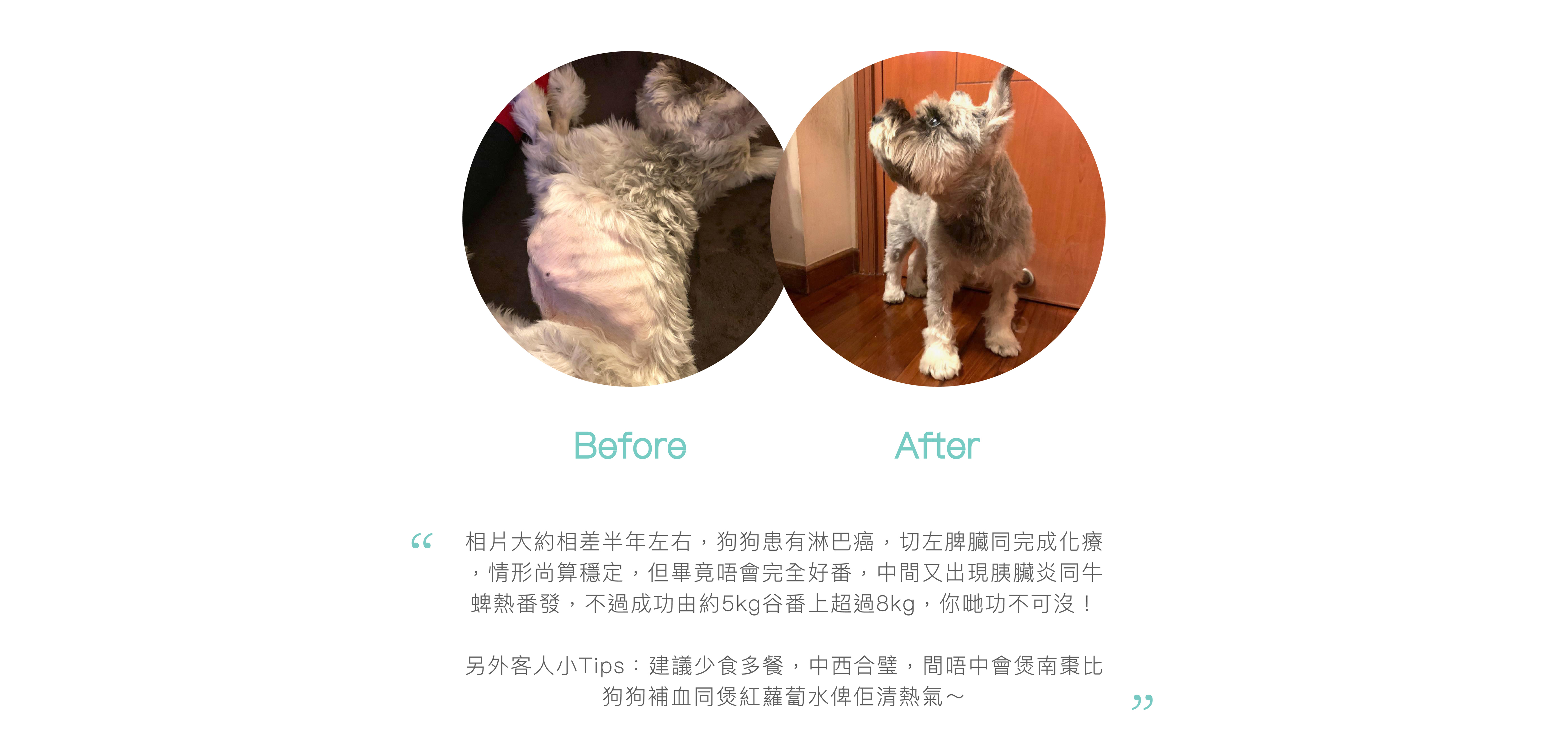 Customer Testimonials,香港寵物鮮食,寵物鮮食,寵物鮮食訂購,Fresh pet food,hong kong fresh pet food,寵物鮮食評價,寵物鮮食好評