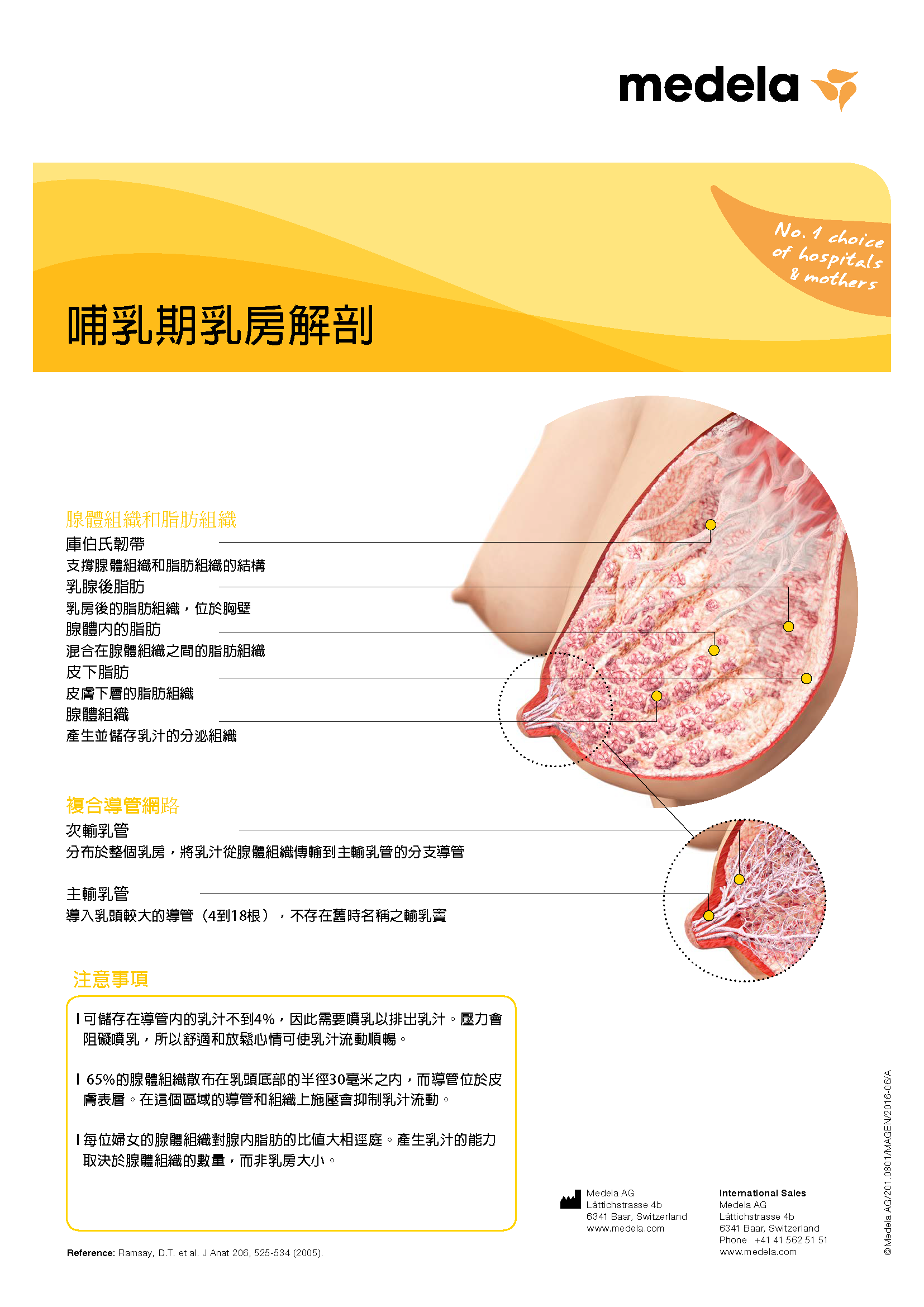 哺乳期乳房解剖學