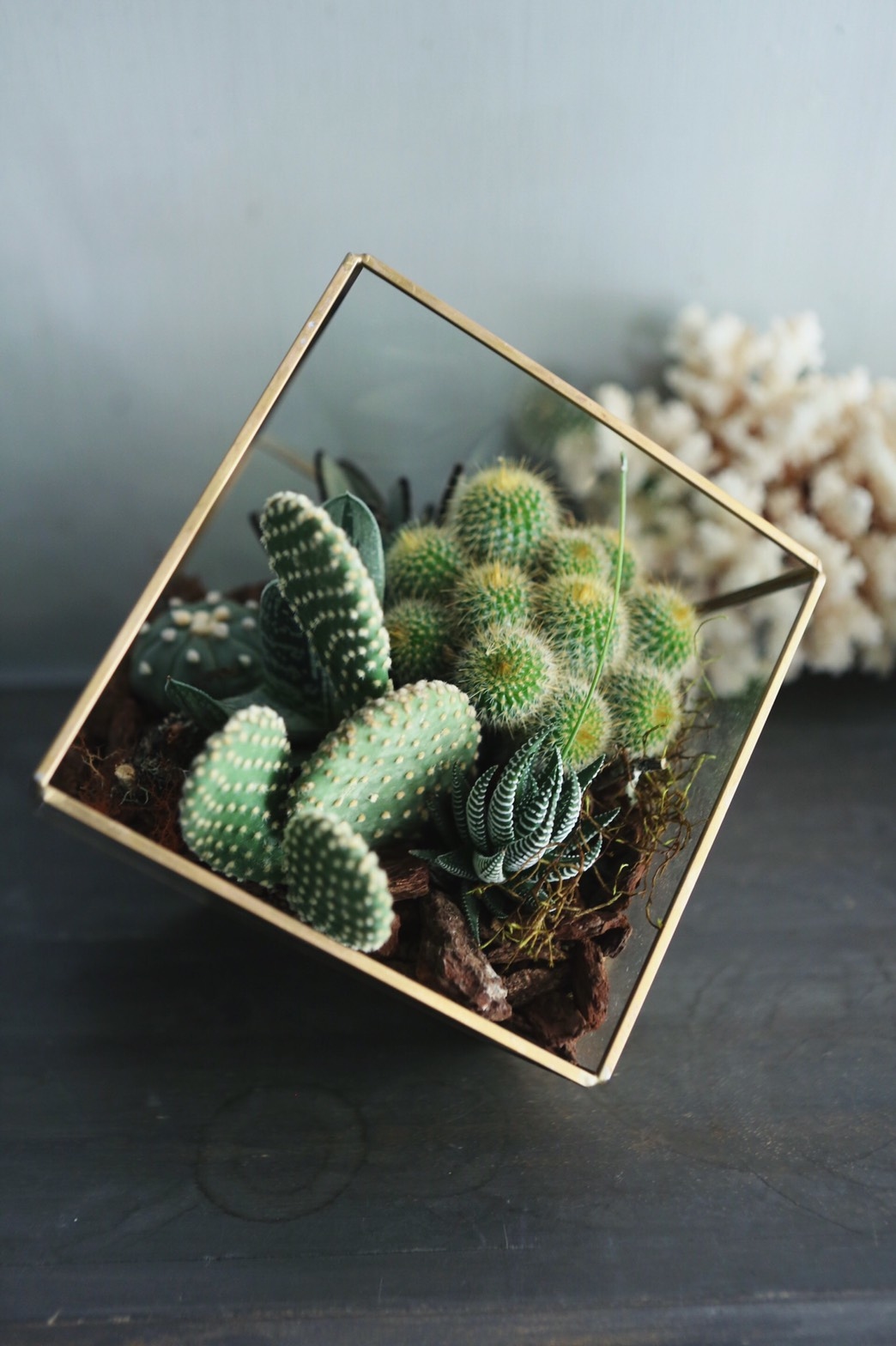 大金框玻璃多肉植栽
