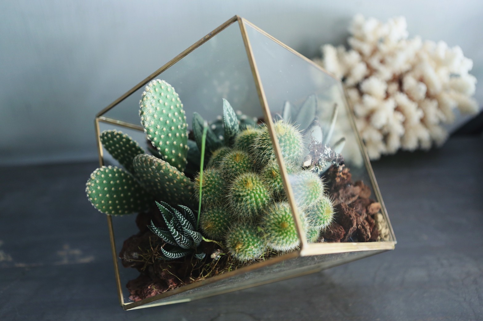 大金框玻璃多肉植栽