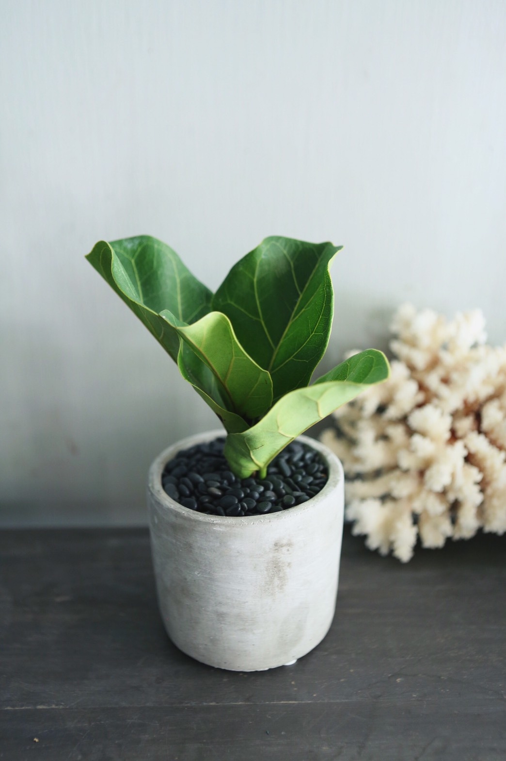 小葉琴葉榕水泥植栽