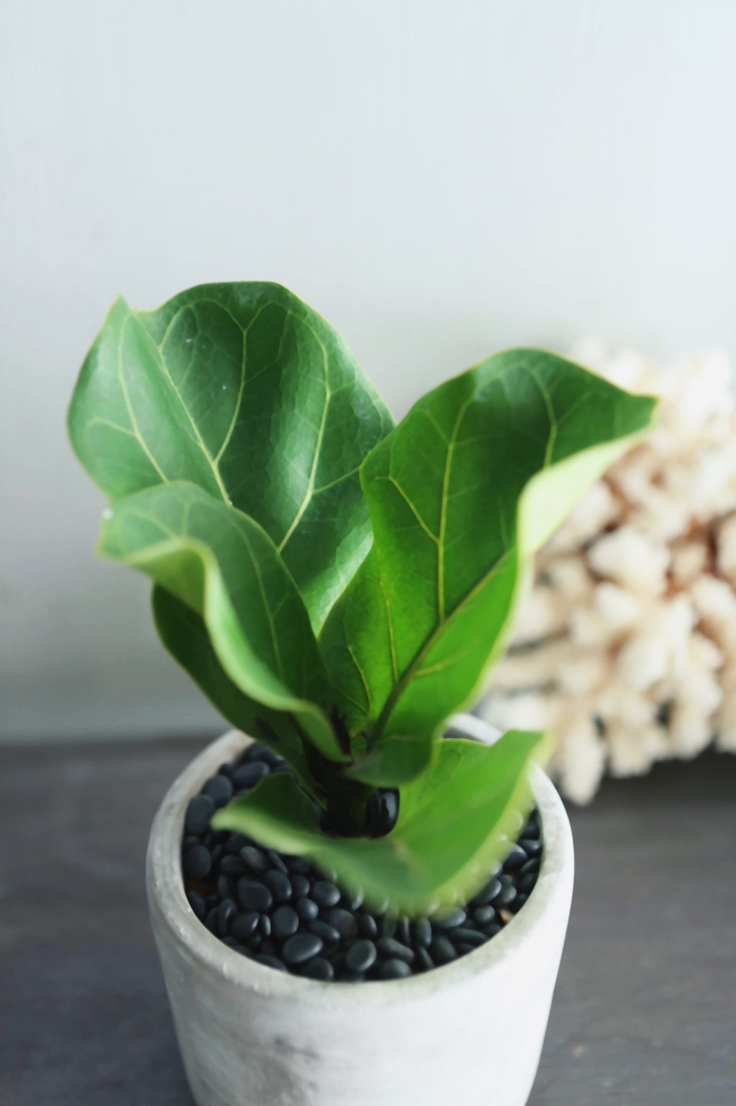 小葉琴葉榕水泥植栽