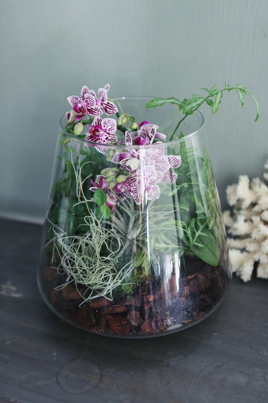 迷你蝴蝶蘭生態瓶 - 斑蝶