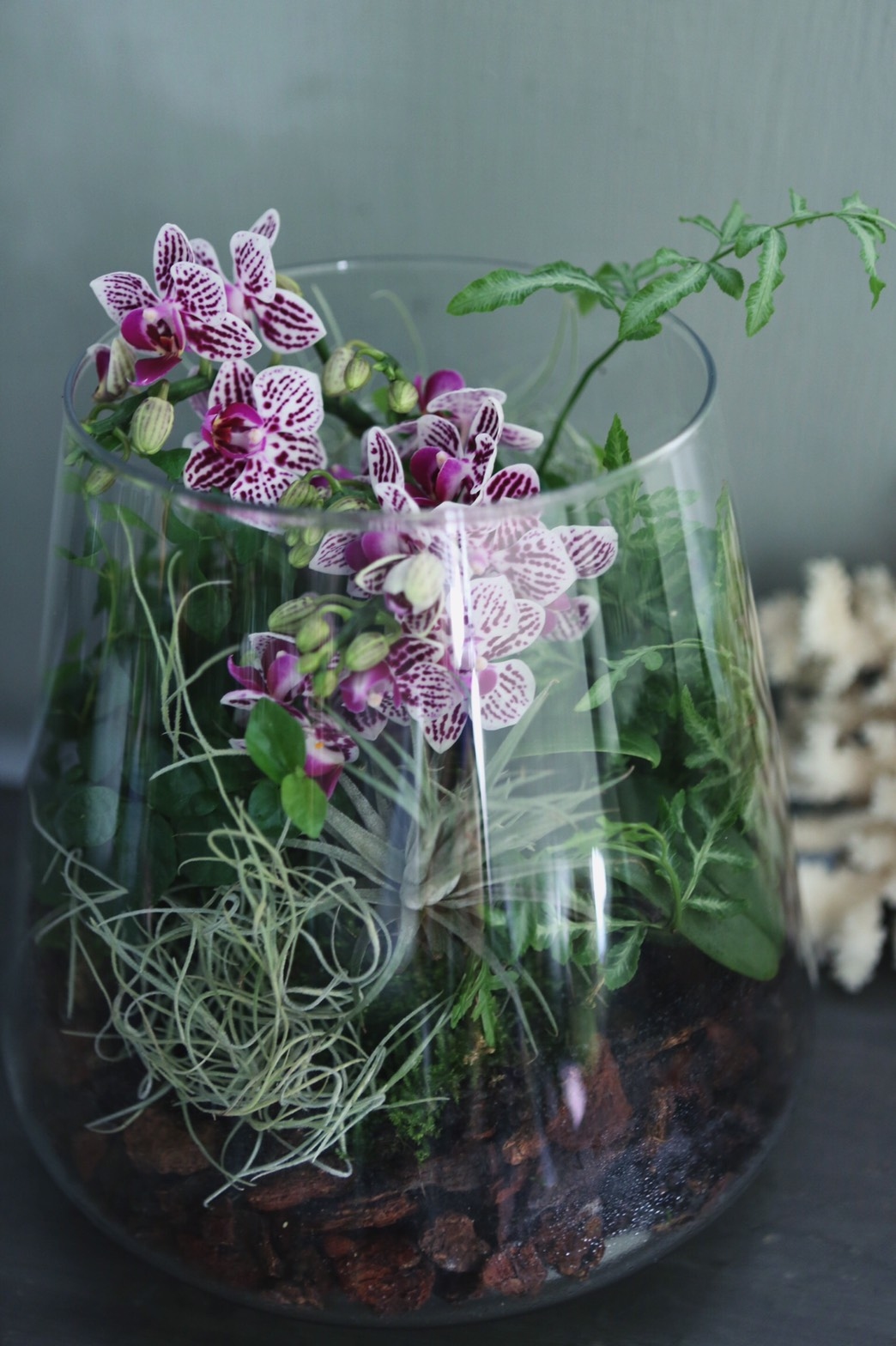 迷你蝴蝶蘭生態瓶 - 斑蝶