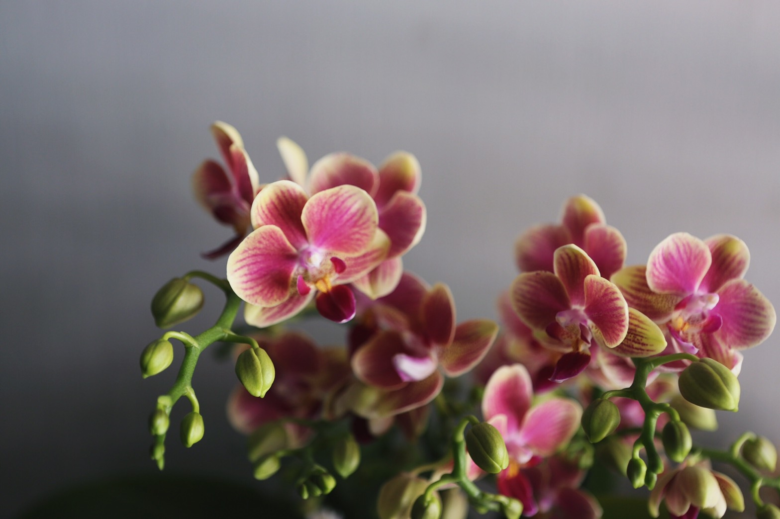 珊瑚粉蝴蝶蘭植栽