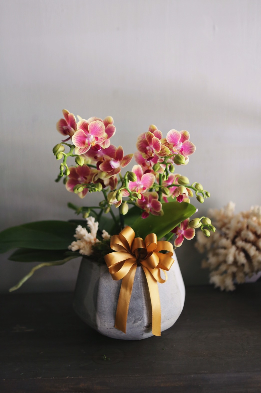 珊瑚粉蝴蝶蘭植栽