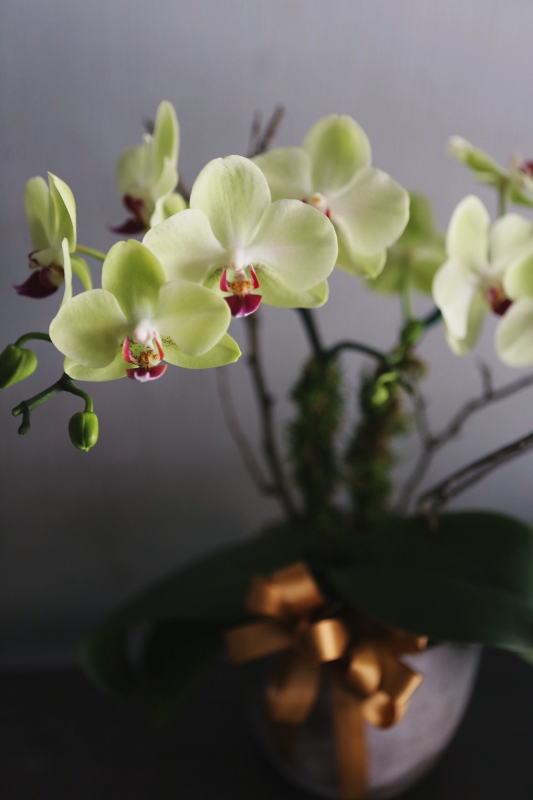 蘋果綠蝴蝶蘭植栽