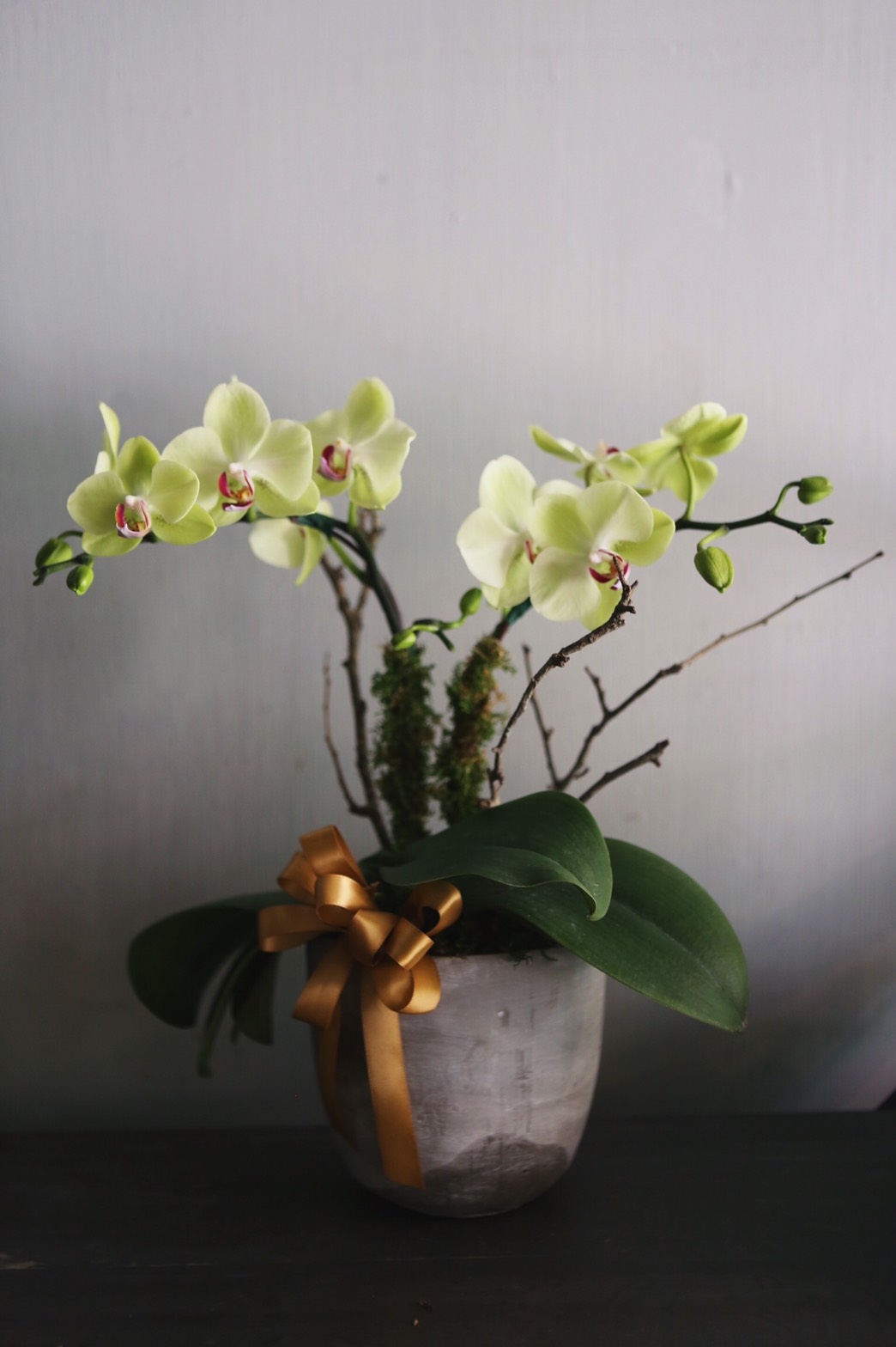 蘋果綠蝴蝶蘭植栽